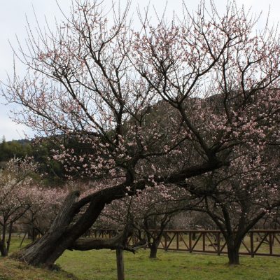 古い記事: 2016年藤川天神の臥竜梅の開花状況について