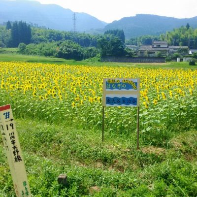 古い記事: 川永野町東大谷自治会の向日葵畑