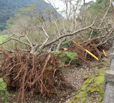 古い記事: 丸山の桜の被害状況