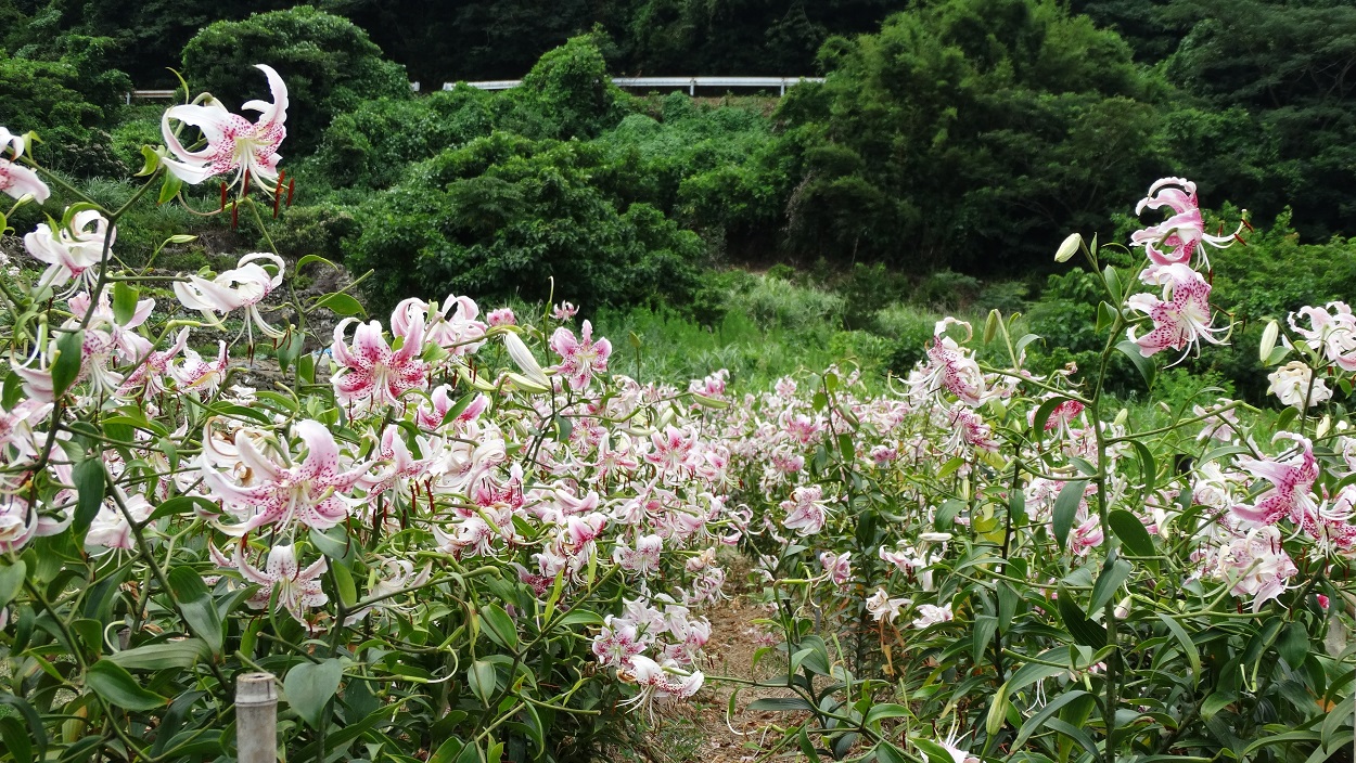 かのこゆりの段々畑 こころ 薩摩川内観光物産ガイド