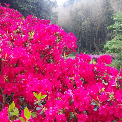 古い記事: 【2019年】藤本滝公園の藤の花とツツジが満開です!!