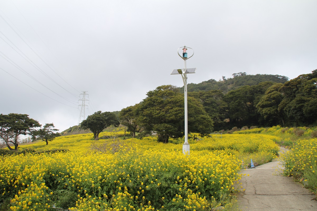 柳山アグリランドの菜の花が見頃です こころ 薩摩川内観光物産ガイド