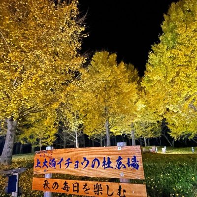 古い記事: 上大迫イチョウの杜公園(陽成町)の黄葉がきれいです!